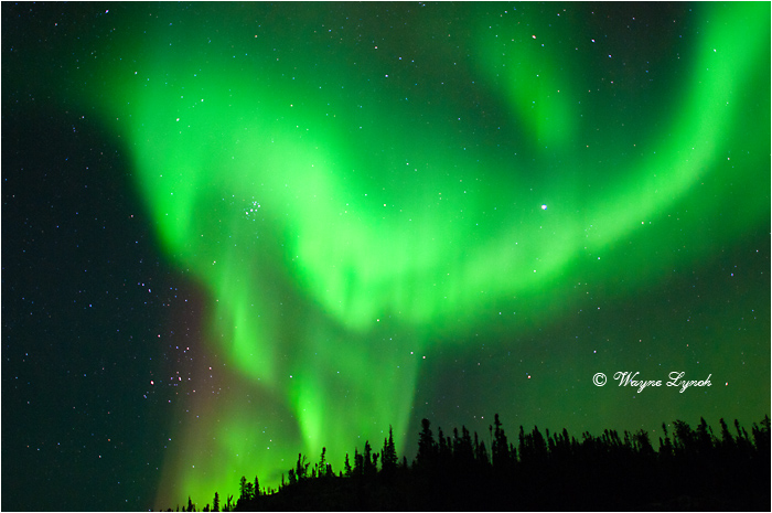 Aurora Borealis by Dr. Wayne Lynch &copy;